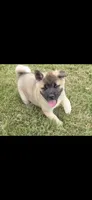 Sheba, a female Akita for sale in Bidwell, OH – 2 of 9