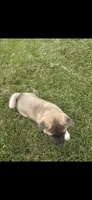Sheba, a female Akita for sale in Bidwell, OH – 8 of 9
