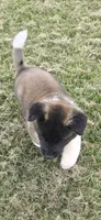 Hook, a male Akita for sale in Bidwell, OH – 8 of 10