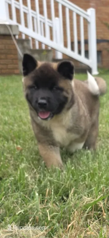 Loki – Akita puppy for sale in Bidwell, OH