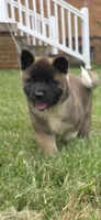 Loki, a male Akita for sale in Bidwell, OH – 1 of 10