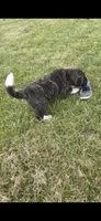 Skye, a female Akita for sale in Bidwell, OH – 5 of 6