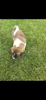 Goliath, a male Akita for sale in Bidwell, OH – 8 of 9