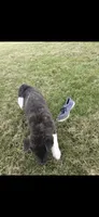 Skye, a female Akita for sale in Bidwell, OH – 3 of 6
