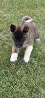 Loki, a male Akita for sale in Bidwell, OH – 5 of 10