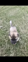 Sheba, a female Akita for sale in Bidwell, OH – 4 of 9
