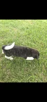Cleo, a female Akita for sale in Bidwell, OH – 3 of 10