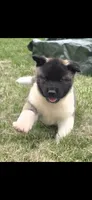 Hook, a male Akita for sale in Bidwell, OH – 2 of 10