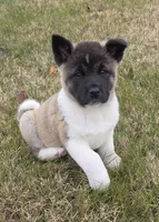 processed/9e681773-df15-4989-8c41-8322b5373e72/listing/38c7fabf-2178-497a-ab26-431889f77103/4b6e9118-ffc3-4c76-90db-9d1a3d25d2a9