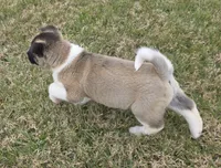 processed/9e681773-df15-4989-8c41-8322b5373e72/listing/38c7fabf-2178-497a-ab26-431889f77103/c653413a-140b-4c33-a557-8cd011d8ed10