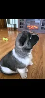 AKC Gypsy's BLAZE, a female Akita for sale in Bidwell, OH – 6 of 10