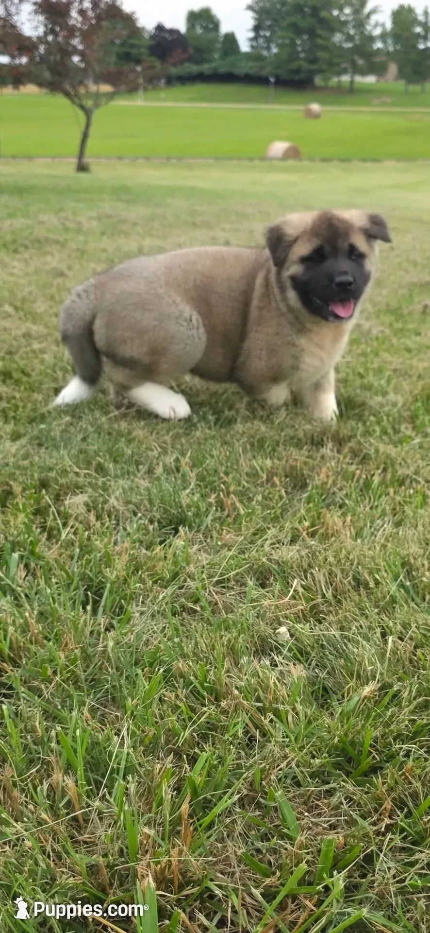 Thor, a male Akita for sale in Bidwell, OH – 4 of 8