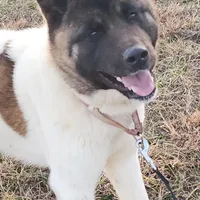 AKC Miss Jingles, a female Akita for sale in Bidwell, OH – Photo 2 of 10