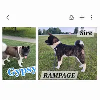 AKC Miss Jingles, a female Akita for sale in Bidwell, OH – Photo 10 of 10