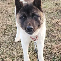 AKC Miss Jingles, a female Akita for sale in Bidwell, OH – Photo 4 of 10