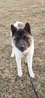 AKC Miss Jingles, a female Akita for sale in Bidwell, OH – Photo 4 of 10