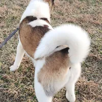 AKC Miss Jingles, a female Akita for sale in Bidwell, OH – Photo 7 of 10