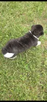 Odin, a male Akita for sale in Bidwell, OH – 5 of 10