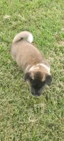 Hook, a male Akita for sale in Bidwell, OH – 10 of 10