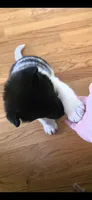 AKC Gypsy's SALLY, a female Akita for sale in Bidwell, OH – 4 of 6