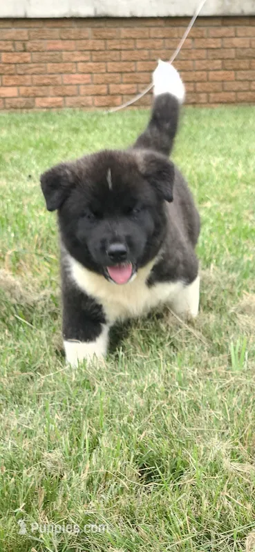 Odin – Akita puppy for sale in Bidwell, OH