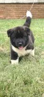 Odin, a male Akita for sale in Bidwell, OH – 1 of 10