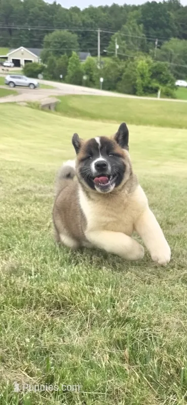 Goliath – Akita puppy for sale in Bidwell, OH