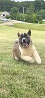Goliath, a male Akita for sale in Bidwell, OH – 1 of 9