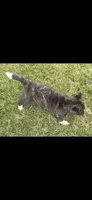 Skye, a female Akita for sale in Bidwell, OH – 2 of 6
