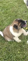 Goliath, a male Akita for sale in Bidwell, OH – 6 of 9