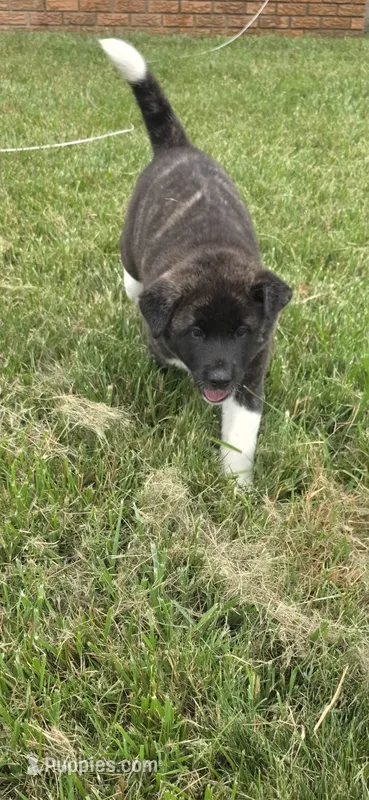 Skye – Akita puppy for sale in Bidwell, OH