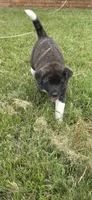 Skye, a female Akita for sale in Bidwell, OH – 1 of 6