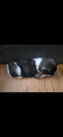 AKC Gypsy's BLAZE, a female Akita for sale in Bidwell, OH – 8 of 10