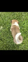 Goliath, a male Akita for sale in Bidwell, OH – 7 of 9