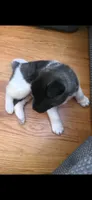 AKC Gypsy's KUMA, a male Akita for sale in Bidwell, OH – 4 of 10