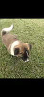 Goliath, a male Akita for sale in Bidwell, OH – 9 of 9