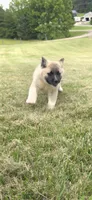 Foxy, a female Akita for sale in Bidwell, OH – 4 of 10