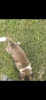 Hook, a male Akita for sale in Bidwell, OH – 7 of 10