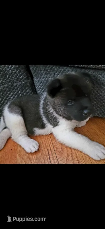 AKC Gypsy's KUMA – Akita puppy for sale in Bidwell, OH
