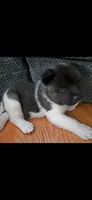 AKC Gypsy's KUMA, a male Akita for sale in Bidwell, OH – 1 of 10