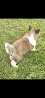 Goliath, a male Akita for sale in Bidwell, OH – 3 of 9