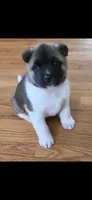 AKC Gypsy's BONNIE, a female Akita for sale in Bidwell, OH – 2 of 10