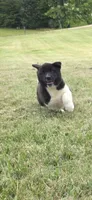 Cleo, a female Akita for sale in Bidwell, OH – 4 of 10