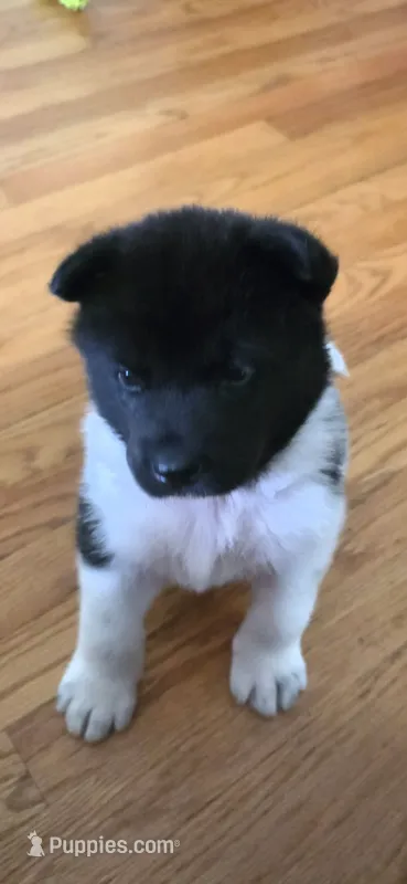AKC Gypsy's SALLY – Akita puppy for sale in Bidwell, OH