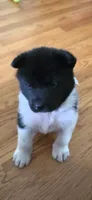 AKC Gypsy's SALLY, a female Akita for sale in Bidwell, OH – 1 of 6