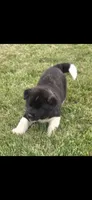 Odin, a male Akita for sale in Bidwell, OH – 7 of 10