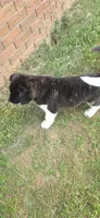 Cleo, a female Akita for sale in Bidwell, OH – 8 of 10