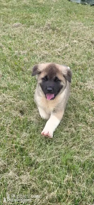 Thor – Akita puppy for sale in Bidwell, OH