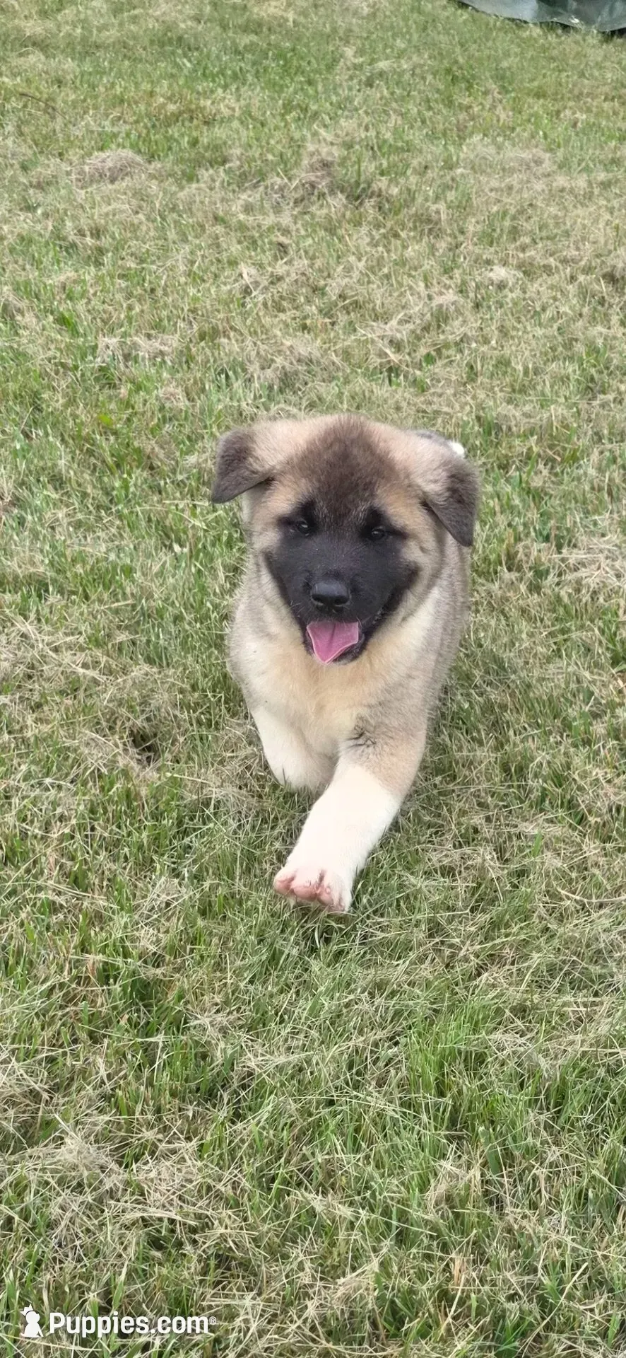 Thor, a male Akita for sale in Bidwell, OH – 1 of 8