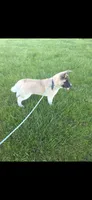 Chance, a male Akita for sale in Bidwell, OH – 3 of 9